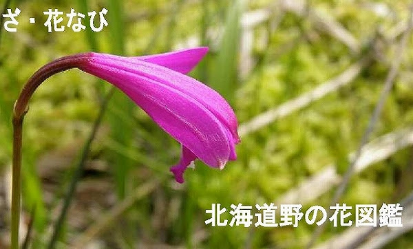 ざ 花なび 北海道野の花図鑑
