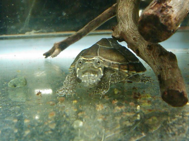 ミシシッピニオイガメ 甲長3cm小型水槽飼育ok 入荷 日本産淡水魚 大型肉食魚なまづや新着情報ブログ