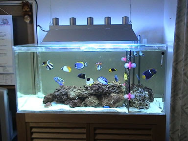 海水魚飼育日記２００４年１０月