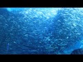 いろいろ いわし 大群 812010-イワシ 大群 地震
