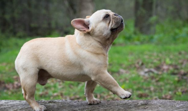 法国斗牛犬为什么很少人养 除了贵 还有这几个原因