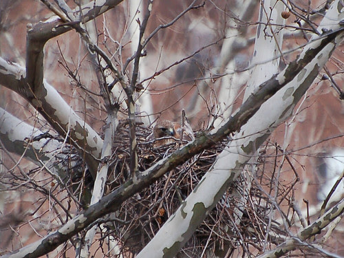 Highbridge Park Hawk in Nest