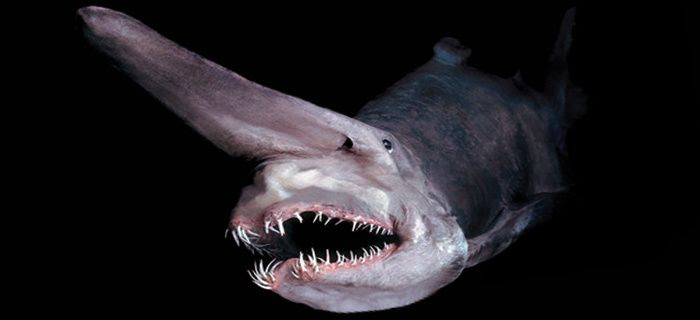 A La Decouverte Du Requin Lutin L Actu Des Collegiens