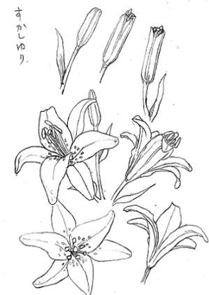 百合 透かしユリで描き方を学ぼう 塗り絵で癒し 風景画 花の絵