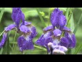 ++ 50 ++ あやめ 花 画像 237983-あやめ 花 画像