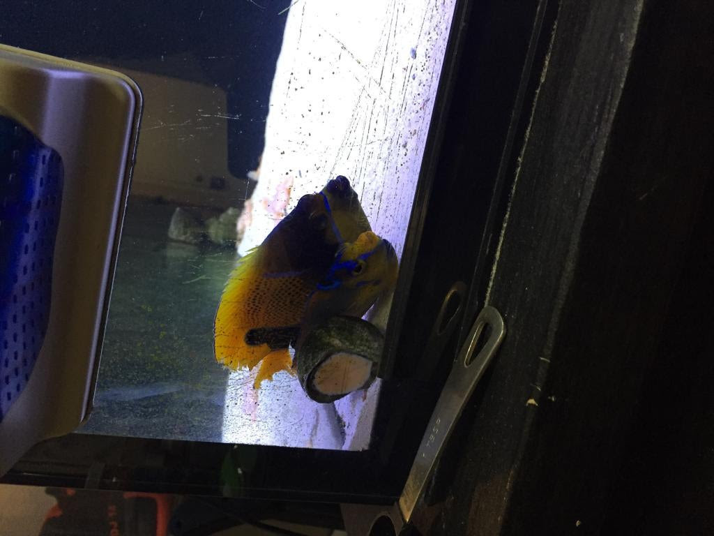 Click image for larger version Name: IMG_7414.jpg Views: N/A Size: 72.4 KB ID: 158553