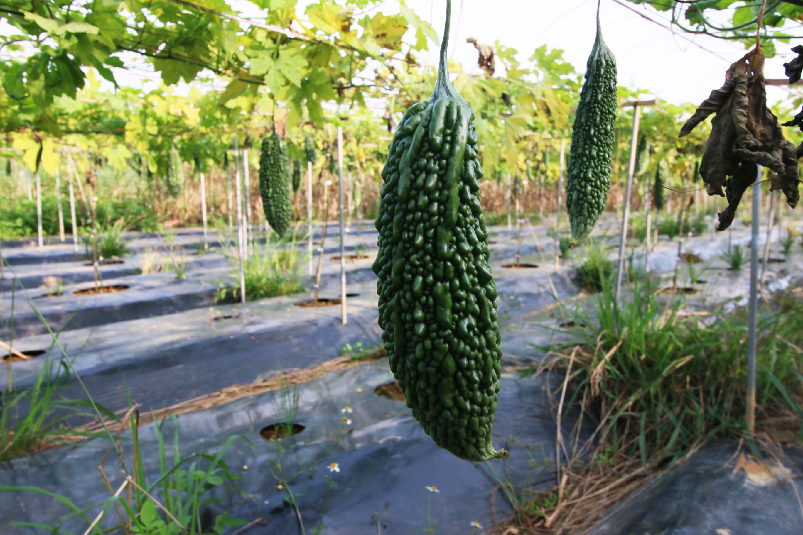 わがふるさとの自慢の野菜