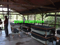 ZAWS Agrotech-Kursus ternak cacing