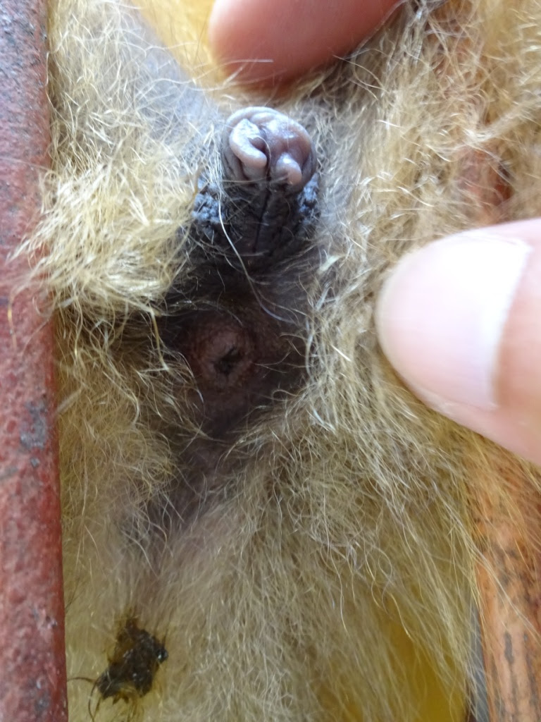 ８月１９日 股間 飼育員ブログ ときわ動物園 ときわ公園 山口県宇部市
