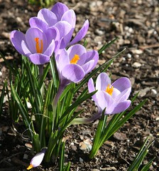 sunshine crocus