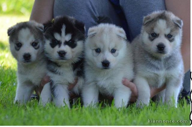 Magnifique Chiot Husky Siberien Pour Don A Vendre A Haguenau Loisirs Animaux
