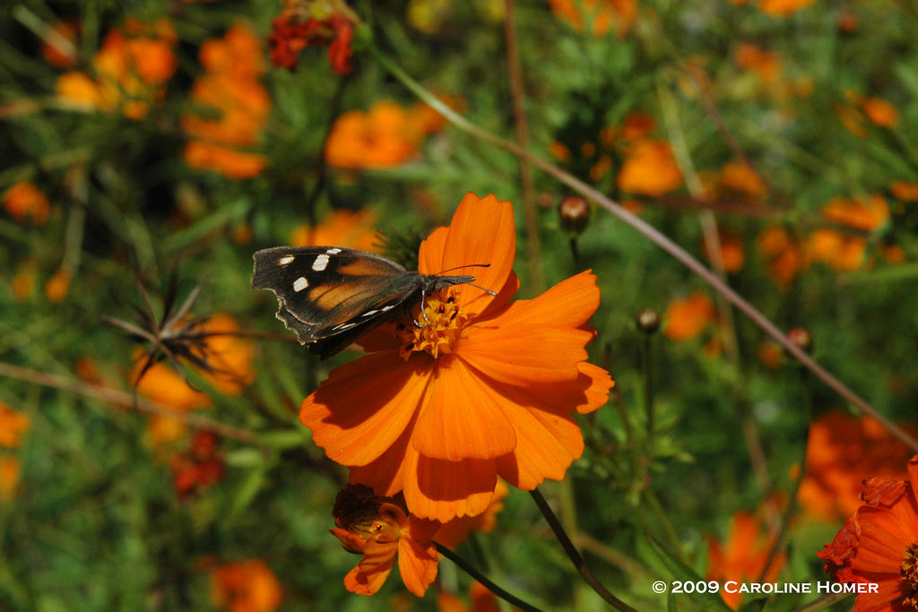 American snout butterfly
