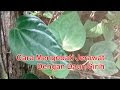 minuman herbal obat jerawat