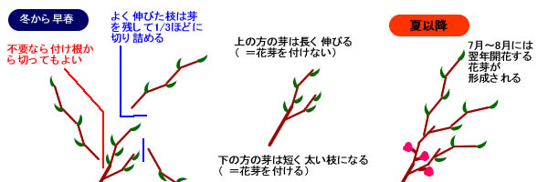 カリンの育て方 ヤサシイエンゲイ