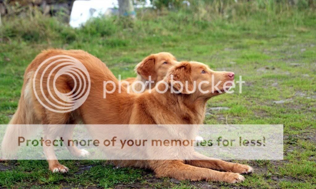  photo DSC03302_zps7460b952.jpg