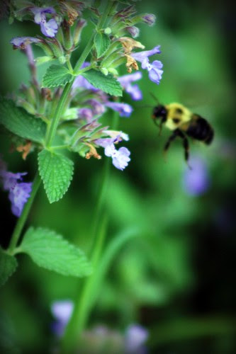 bee