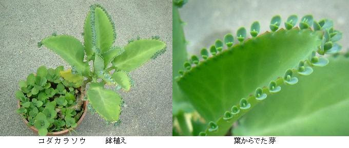葉から芽がでるベンケイソウ科の植物