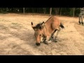 [10000 téléchargés √] bebe du zebre 276071