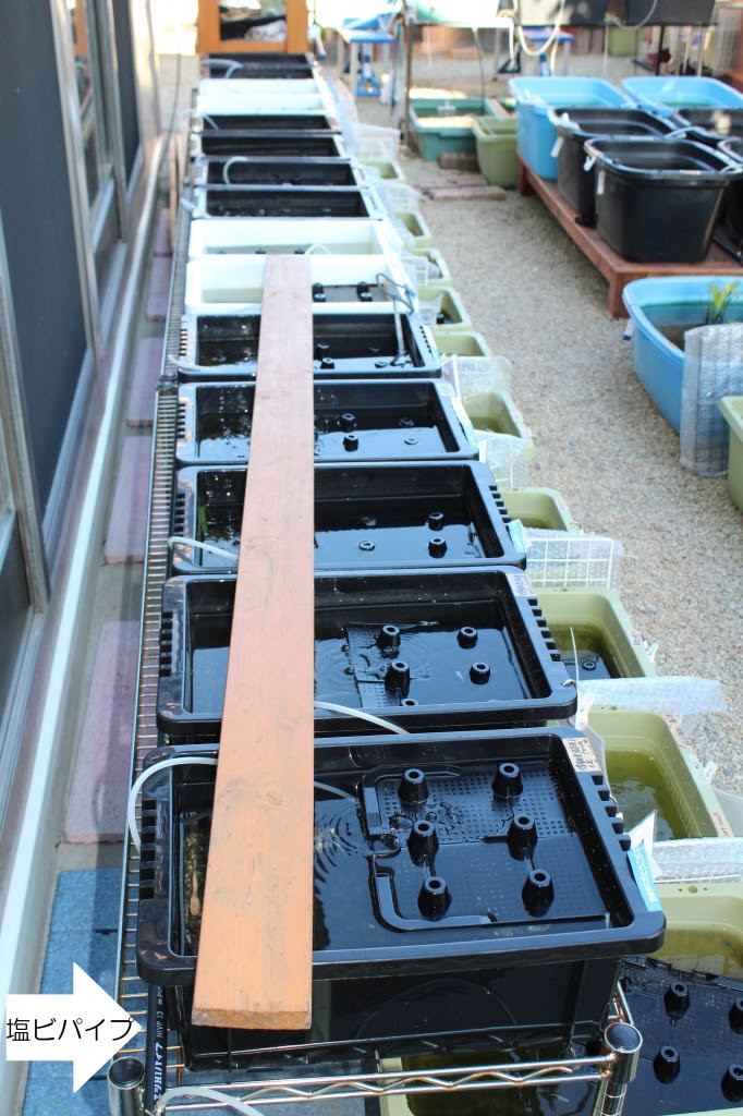 エアレーション開始 めだかハウスきらら