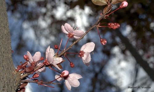Flor del ciruelo