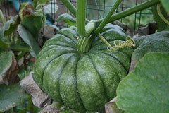 Jarrahdale pumpkin 4