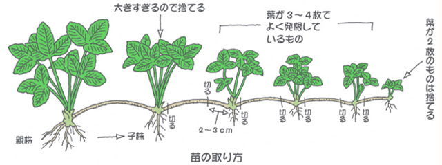 株式会社 大井仙樹園 秋商品のご紹介 イチゴ苗