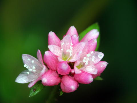 秋の密やかな花園 ミゾソバ 溝蕎麦 タデ科 Polygonum Thunbergii 10 10 24 旧福江市小田 分布 北海道 九州 花の時期 ７ １0月 花の直径 ３ミリぐらいか 川べりや用水路の脇 池のまわりなどの水辺や湿った場所に群生しています 夏から秋