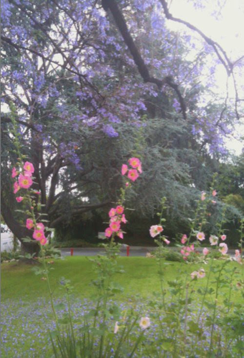 jacaranda
