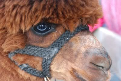 handsomegingeralpaca