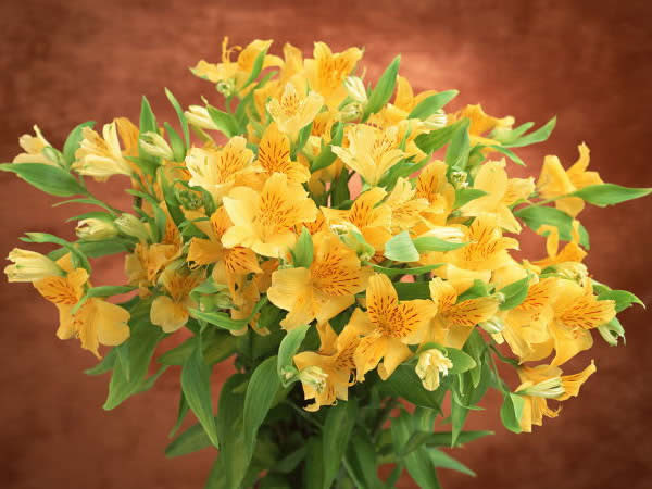 ４月１８日 アルストロメリア Alstroemeria ３６６日への旅 誕生花編 今日の誕生花