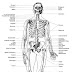 Muscles Labeled Front And Back - Skeletal Muscles of the Body - Labeling : Short of a great deal of descriptive text, the easiest way to answer this is with illustrations.