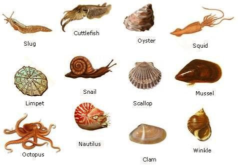 Phylum Mollusca QS Study Phylum Mollusca QS Study