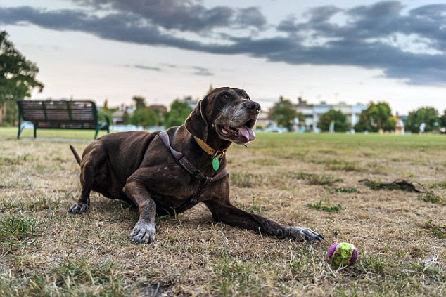 'Housesitting means we get a temporary furry friend that we can call our own:' say Charli and Ben who have enjoyed the pet-sitting aspect 