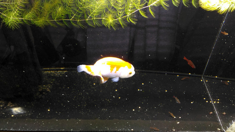 熱帯魚のチェリーバルブはスネール カワコザラガイ を食べる Aqua Talk