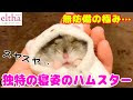 √ ハムスター 画像 可愛い 151857
