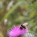 bee on a thistle
