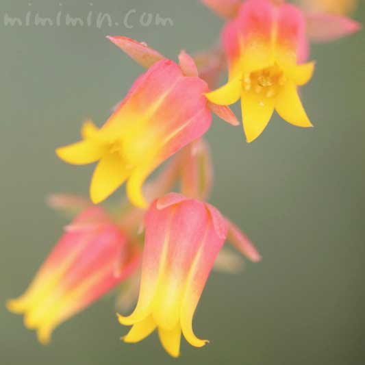 エケベリアの花の写真 花言葉 みみみんブログ