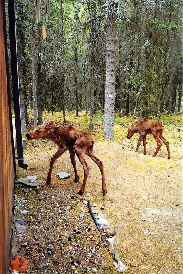moose-2
