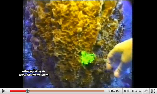 أغرب الحيوانات البحرية نادره وغريبه 777575577.jpg