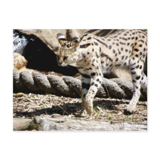 Serval postcard