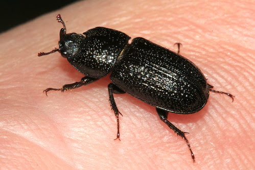 Sinodendron cylindricum 18066