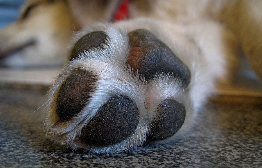 dog eye drops home remedies
