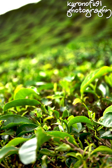 Tea plant