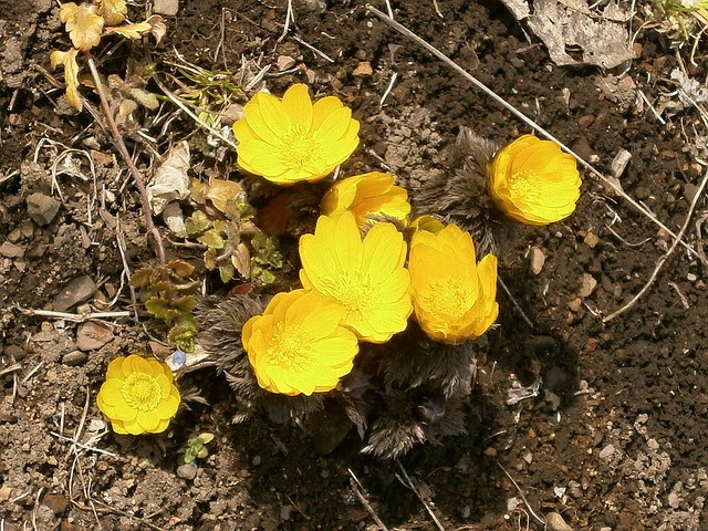 福寿草 フクジュソウ の花言葉と特徴 幸福と長寿の花 縁起の良い新春花 葬の助
