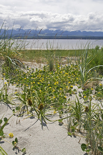 beach flowers