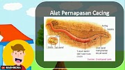 Tergokil 23+ Alat Pernapasan Hewan