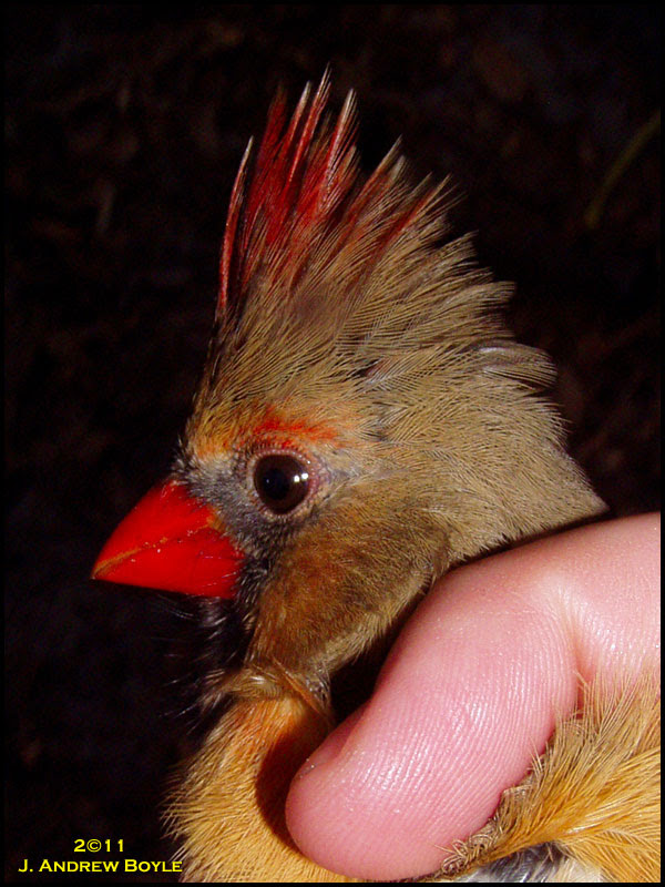 Northern Cardinal