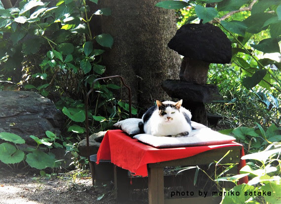 かくれ里の看板猫 さとちゃん フェリシモ猫部