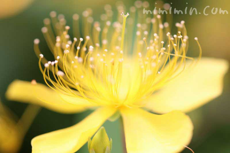 ビヨウヤナギ 美容柳 の花言葉 誕生花 みみみんブログ