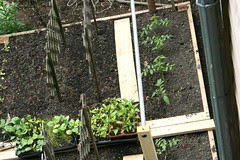 home tomatoes